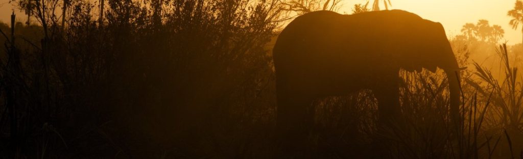 Elephant at sunset