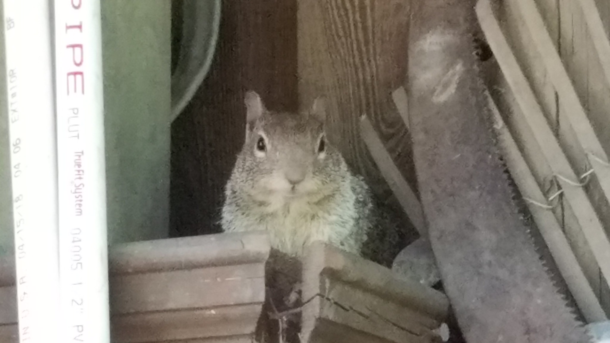 Ground Squirrel Aesthetics
